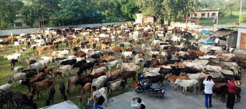 Stray cattle management an uphill task for Nepalgunj