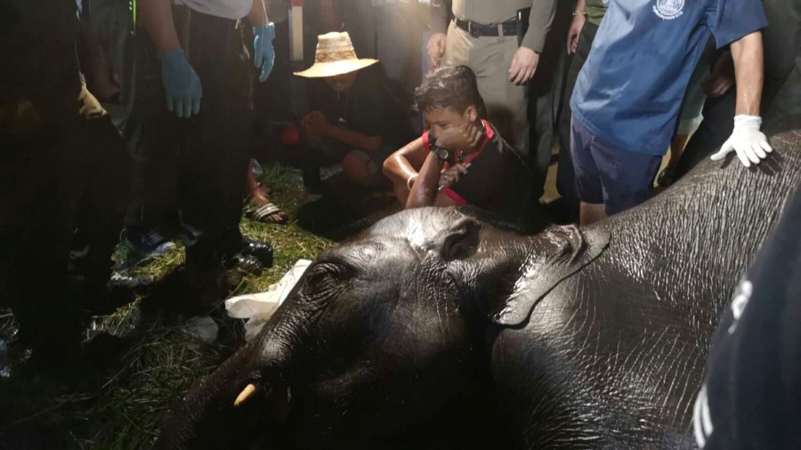 Young elephant electrocuted in Thailand