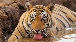 Tiger population estimated to have doubled