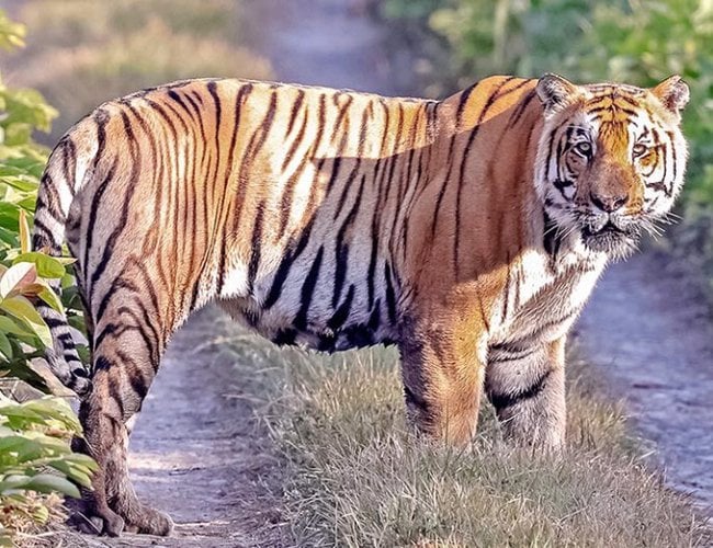 Tiger count commences at Shuklaphanta national park