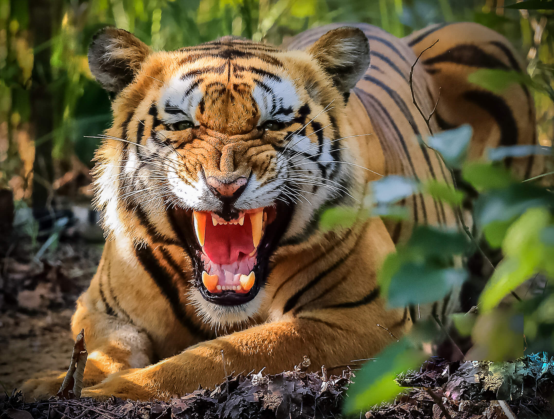 Indian citizen killed in tiger attack
