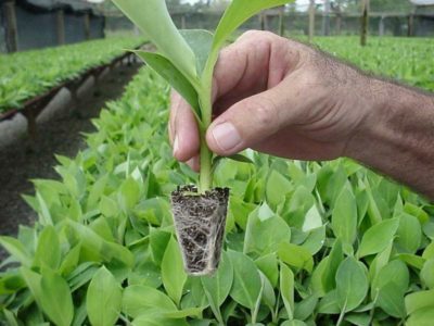 Cardamom seedlings get no market in Ilam