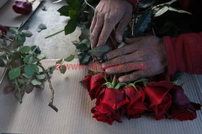 नेपालमा ‘भ्यालेन्टाइन डे’, ९० प्रतिशत गुलाफ भारतबाट