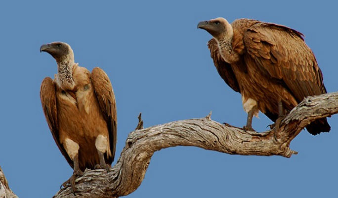 International Vulture Awareness Day: Vultures increasing with ban of diclofenac