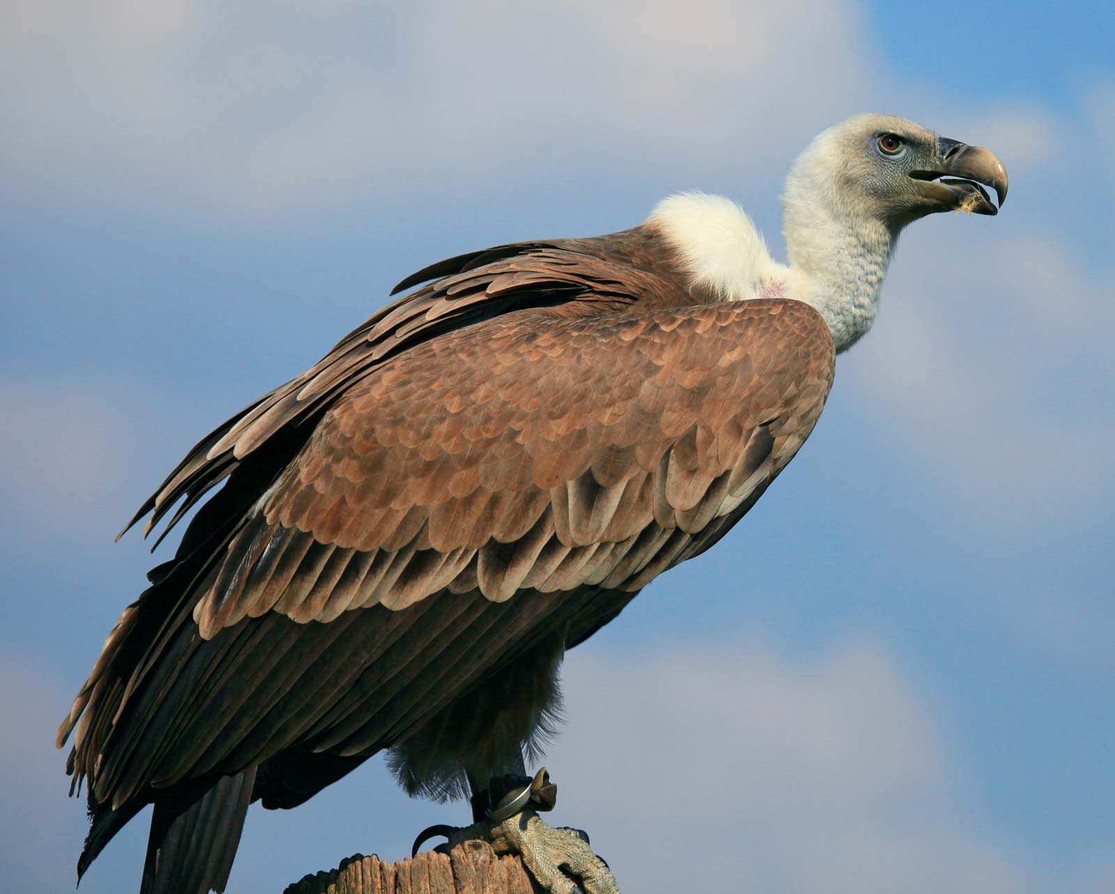 Vultures increasing in Kanchanpur