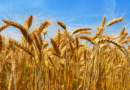 Kailali farmers to get grants to start wheat farming on 1,335 hectares land