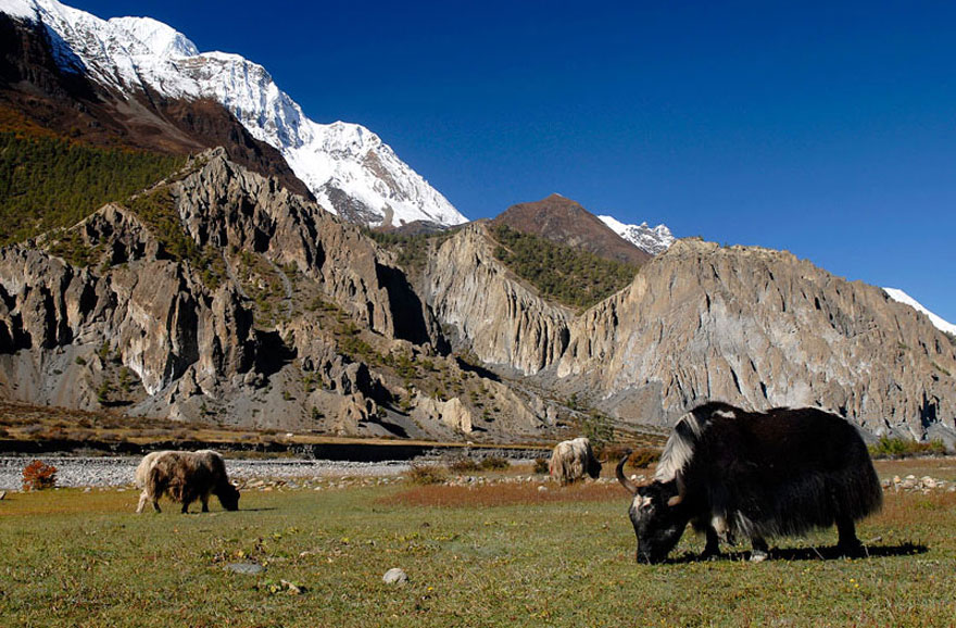 जीवन धान्न नौ महिना चौँरी खर्कको बास