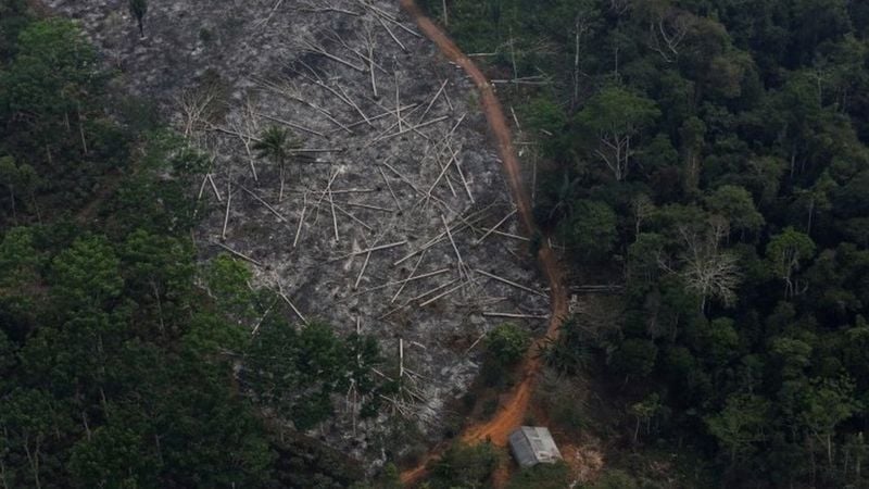 १२ वर्ष यताकै तीव्र गतिमा नष्ट गरिदै एमेजनको जंगल