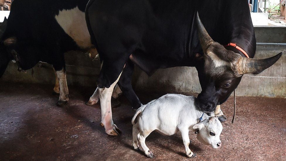 बंगलादेशमा भेटियो यति सानो गाई, एकाएक बन्यो सेलिब्रेटी