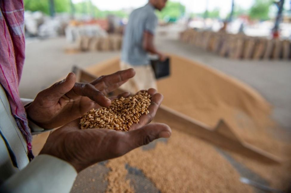 Wheat: Why India's export ban matters to the world