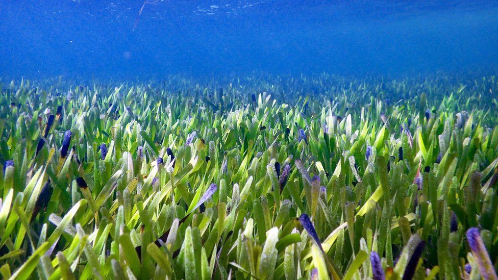 World's biggest plant discovered off Australian coast