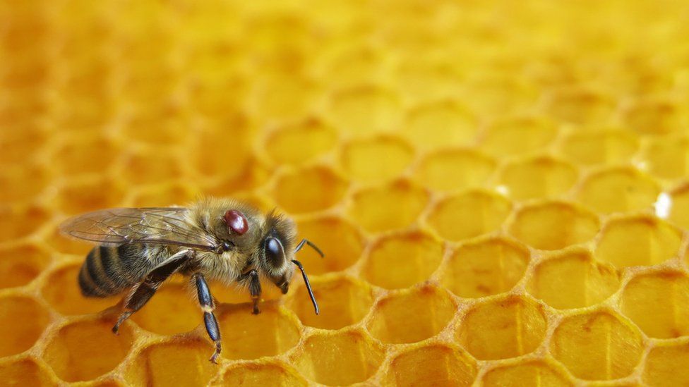 Australia honey bees put in lockdown due to deadly varroa parasite