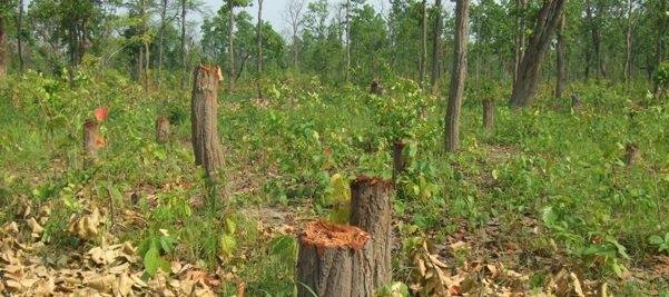 Forest in Kailali depleting alarmingly