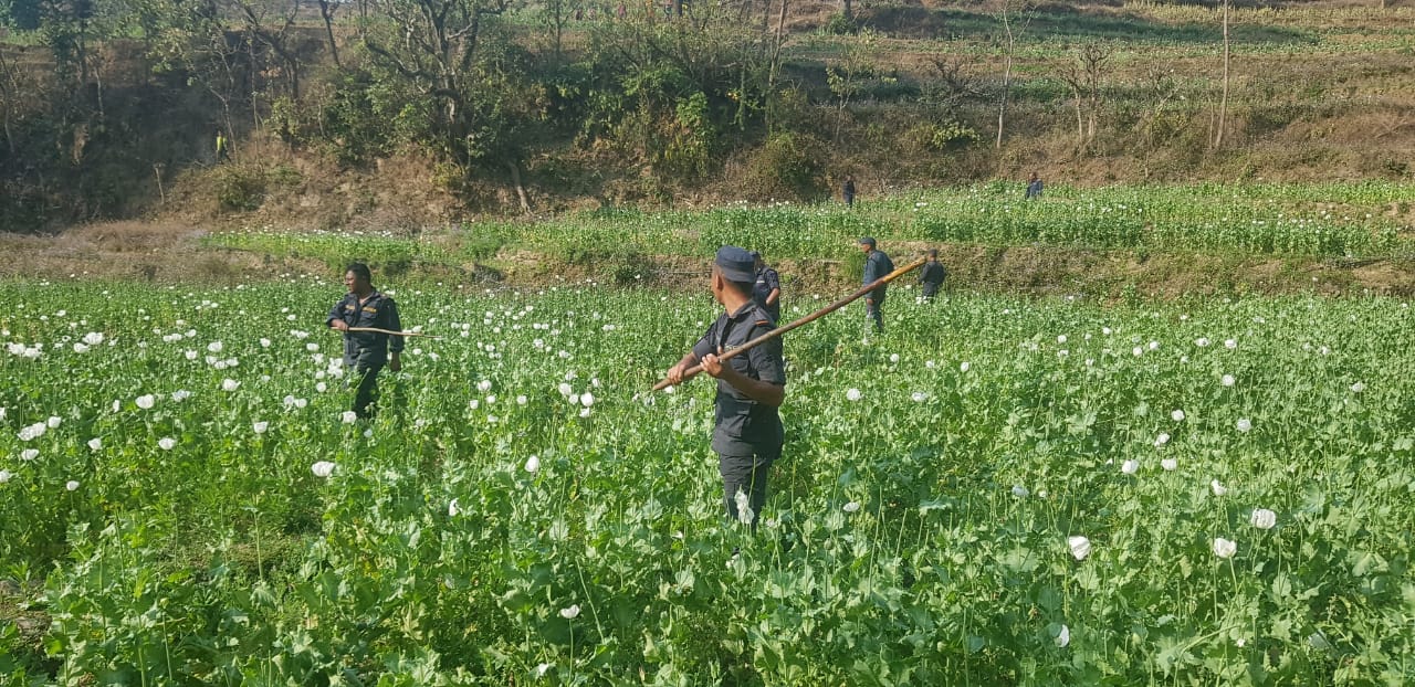 १ सय ६४ बिगाहा जमिनमा गरिएको अफिम खेती नष्ट