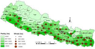 Long spell of drought affects winter crops in Parbat