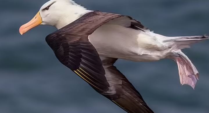 यो पक्षी जो शिकारका लागि समुद्रभित्र ६२ फिट गहिराइमा पुग्छ