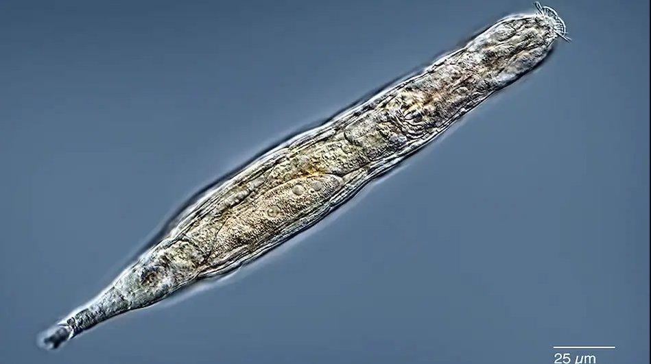 वैज्ञानिकले २४ हजार वर्षदेखि हिउँमा पुरिएको ‘जीव’ लाई फेरि जिवित पारे, बच्चासमेत जन्मायो