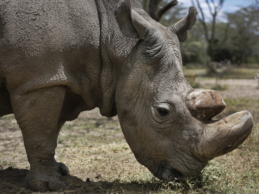 World's last male northern white Rhino 'Sudan' dies