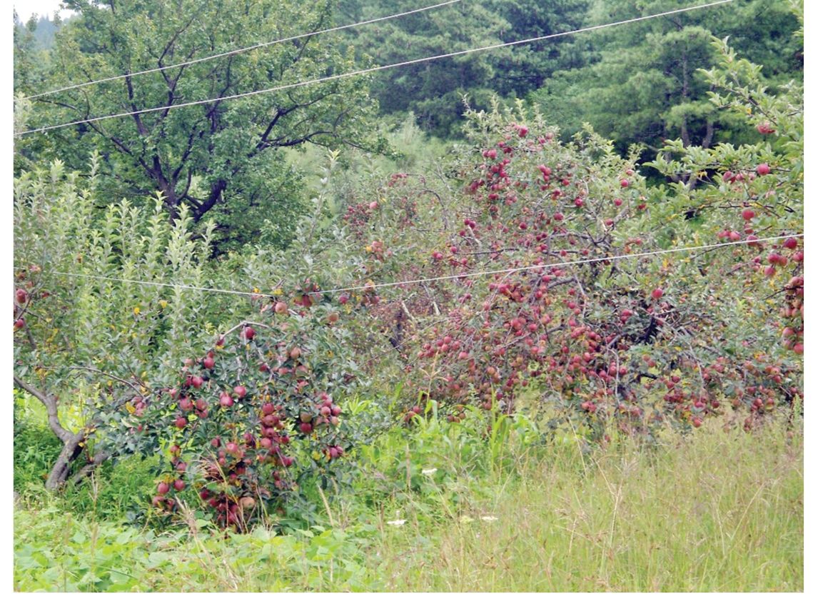 Apple rotten at farm for not finding market