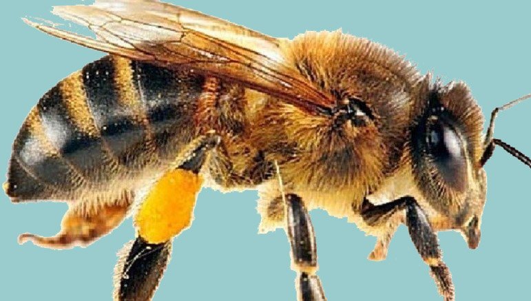 Two minors die from hornet sting