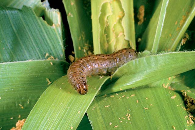 Research on to control fall armyworm