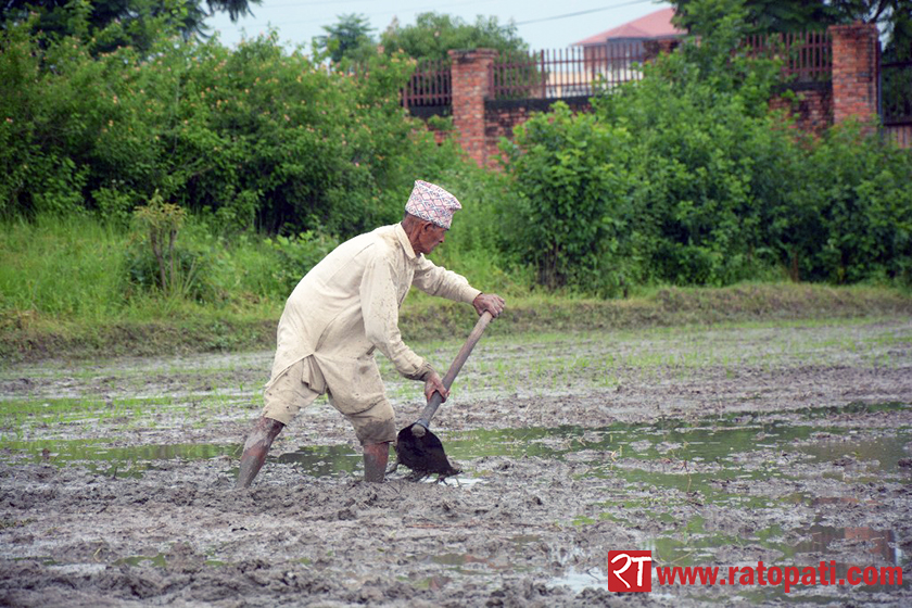 18th National Paddy Day being observed today (with photos)