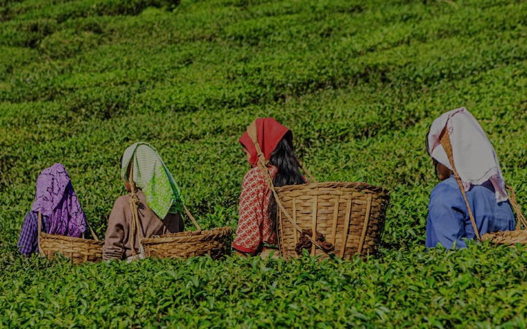 Jhapa tea plantation workers deprived of minimum wage