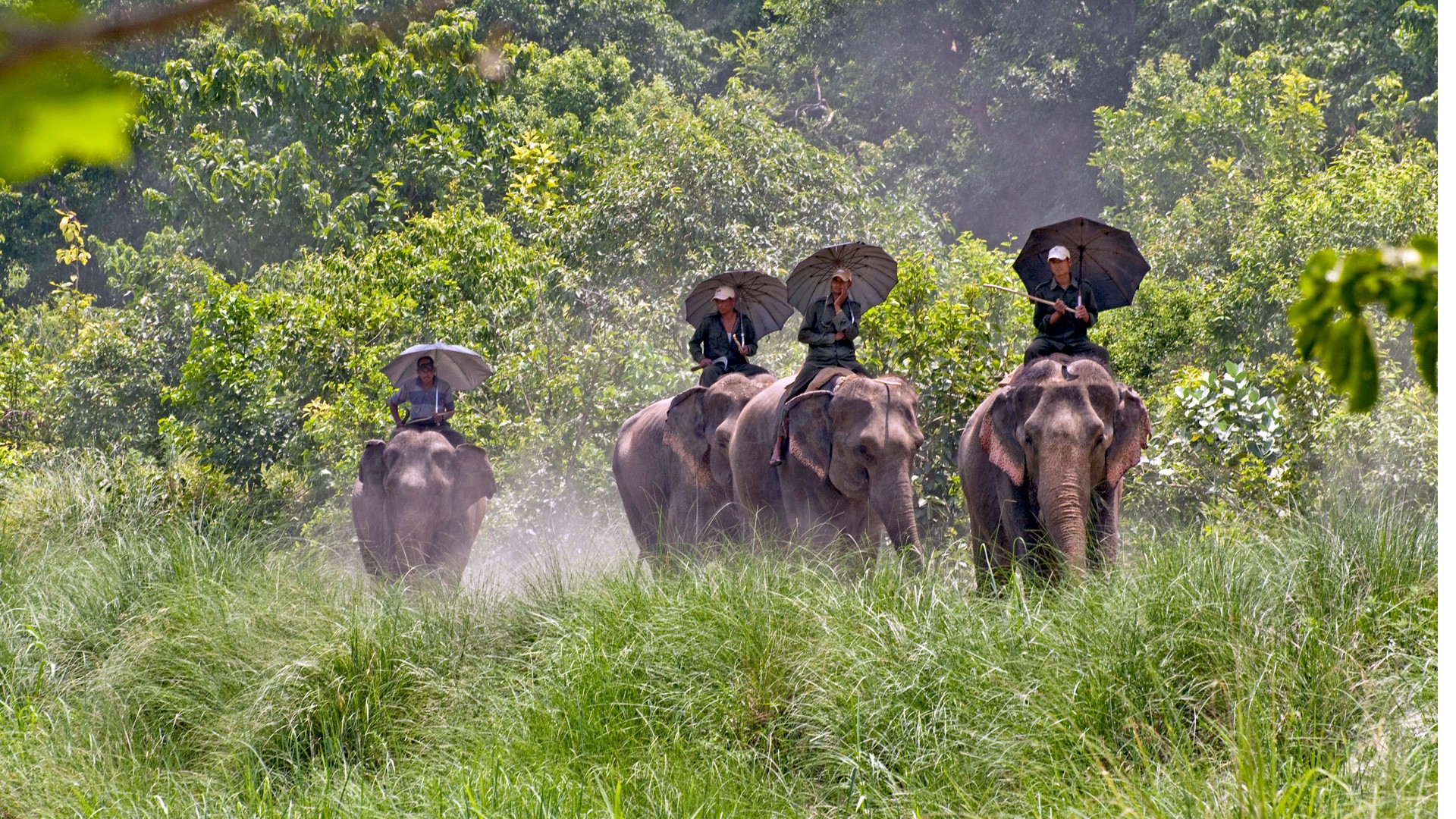 Jungle safari and walk opened in Shuklaphanta National Park