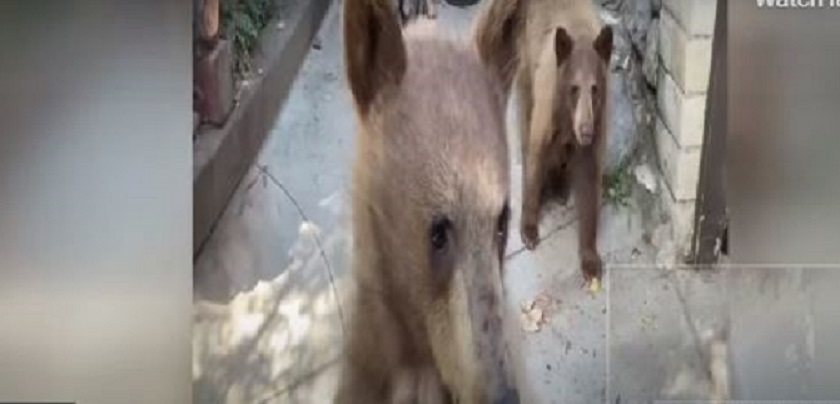 स्यान्डविच खाइरहेका बेला भालुले कारको ढोका खोल्न खोजेपछि....