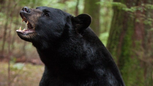 Two injured in bear attack