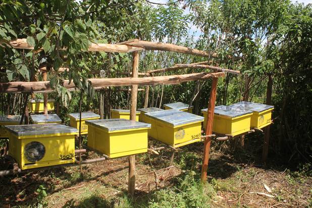 100 bee hives distributed to farmers in Waling