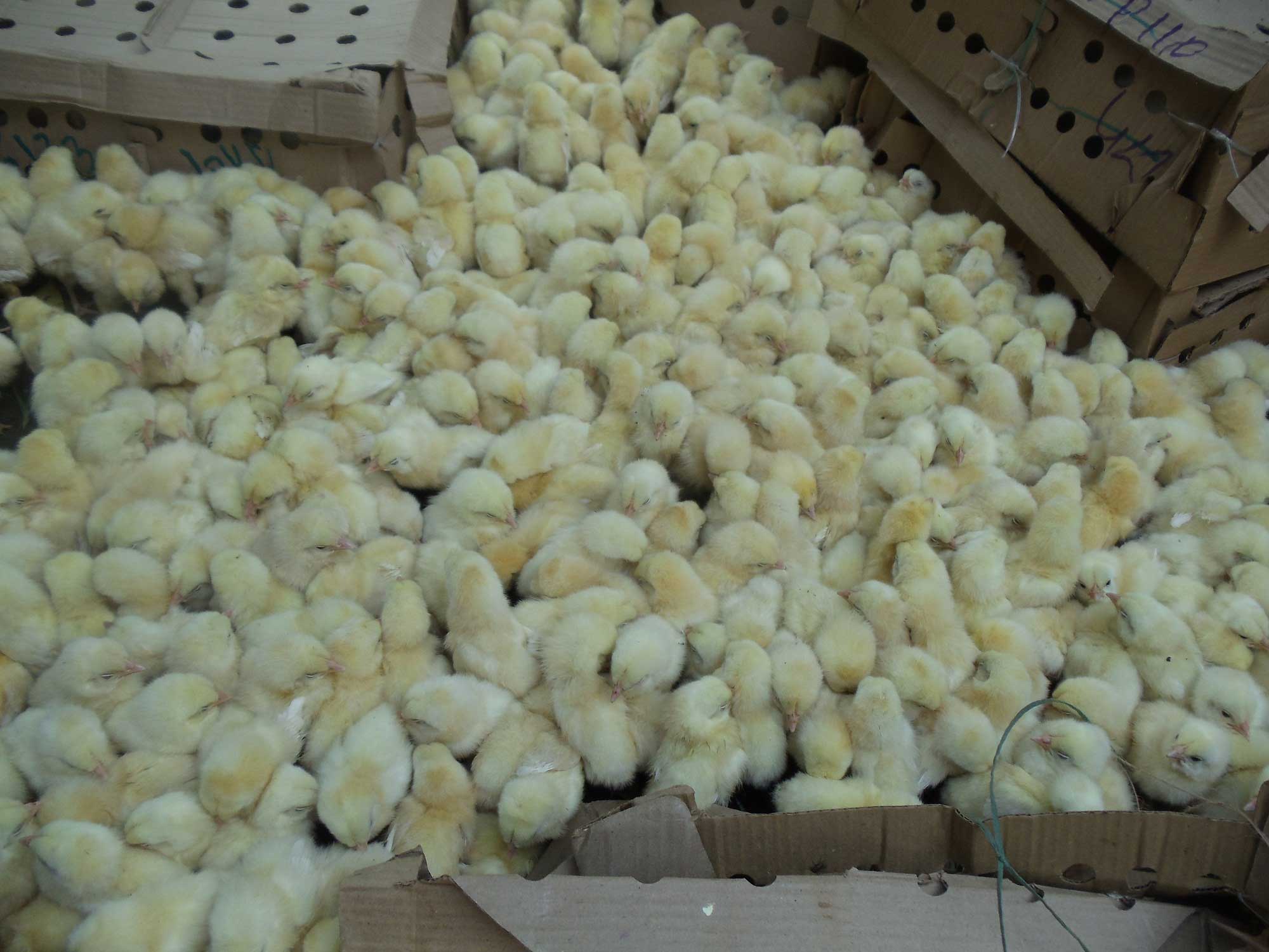 Illegally imported 5,000 chicken destroyed