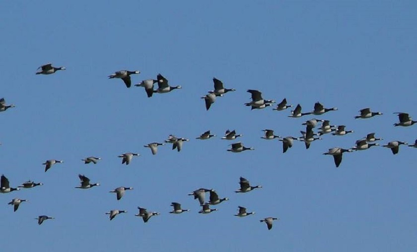 More birds arrive in Nepal for incubation this summer