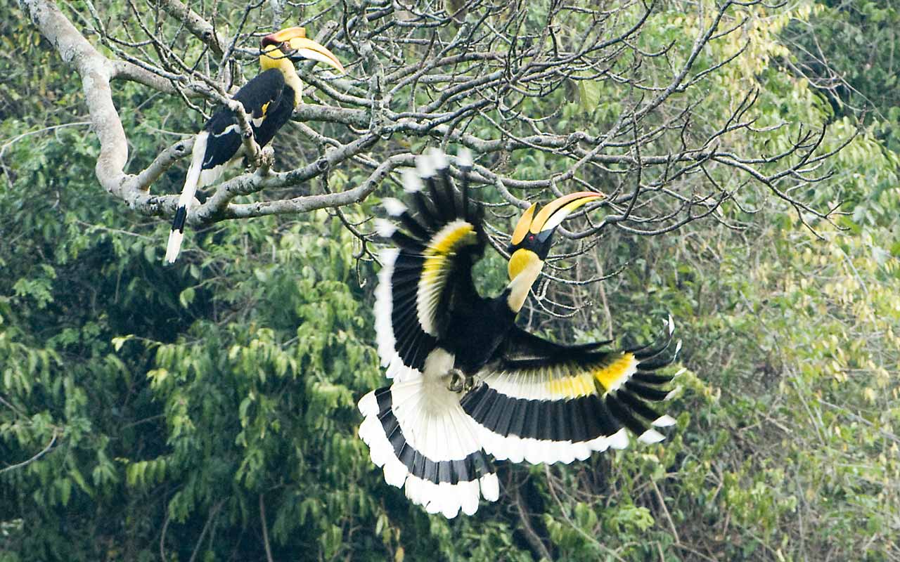 Three rare species of birds spotted in Gorkha's community forest