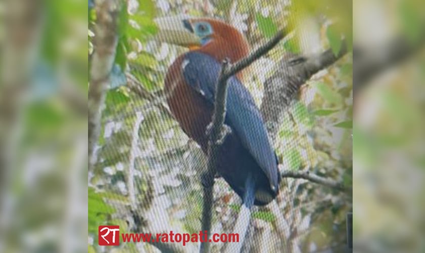 Rufous-necked hornbill spotted in Nepal’s Illam after 150 years