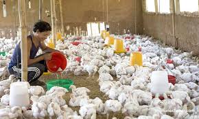 Bird flu found in Bheri Municipality