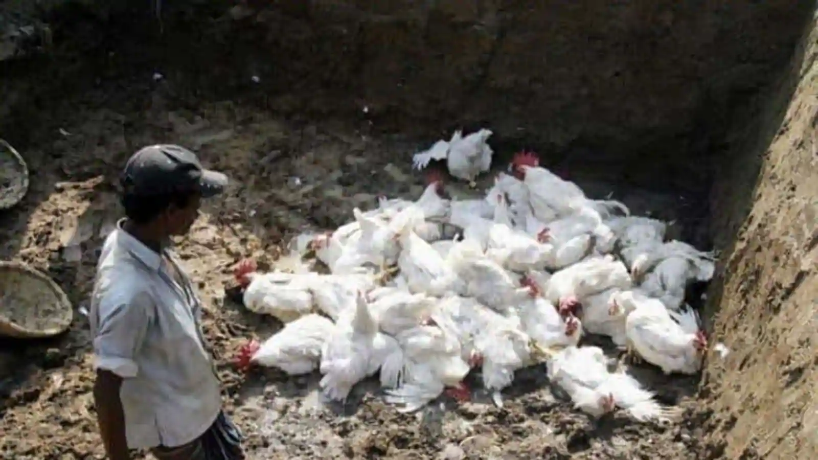 Bird flu detected again in Kathmandu