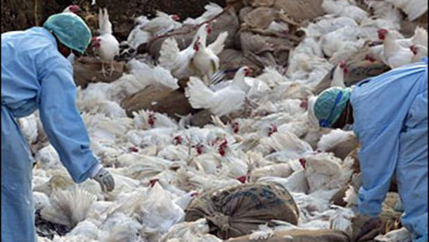 Over 50,000 bird flu infected chickens culled in Makawanpur