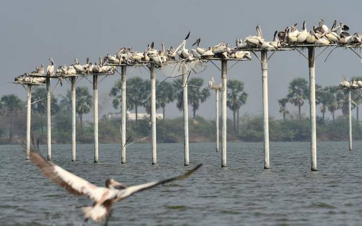 National seminar on water birds begins