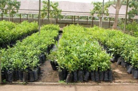 9,000 saplings distributed for free in Dang