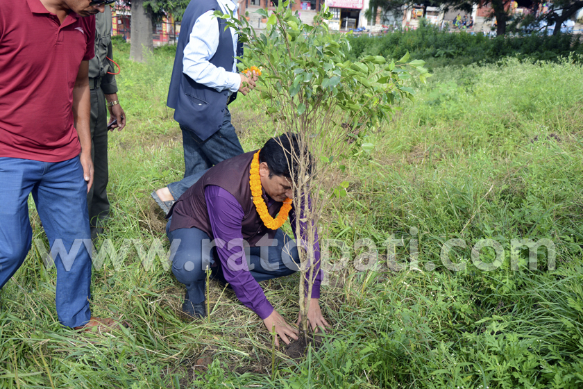 PADT sees tree plantation