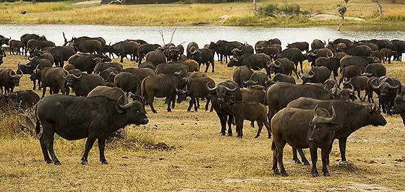 Wild buffalo census begins