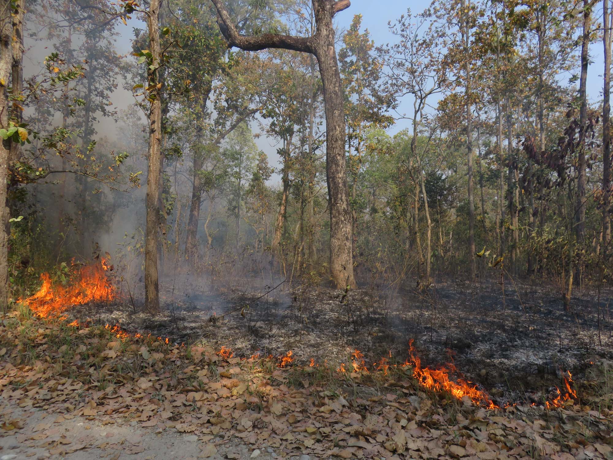 Wildfires in community forests posing high risk to settlements in Doti
