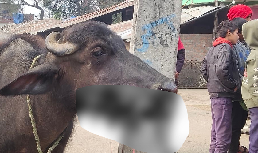 वन्यजन्तु मार्न राखिएको विस्फोटक पदार्थ भैँसीले खाएपछि‍‍‍...