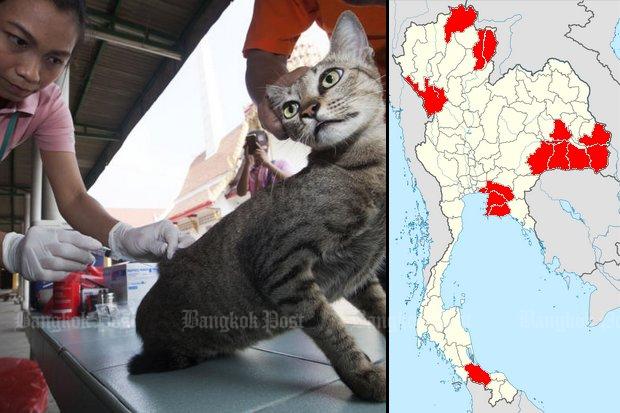 Thailand speeds up rabies vaccination as 13 provinces declared rabies red zones