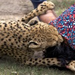 Woman injured in leopard attack