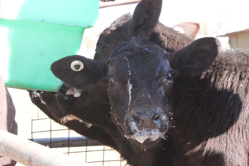 Orphan calf kept at hospital