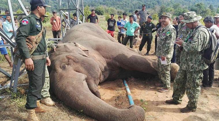 Endangered Asian elephant dies in Cambodian jungle after trapped in hole