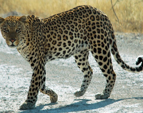 Six cheetah killed, eight rescued in Tanahu