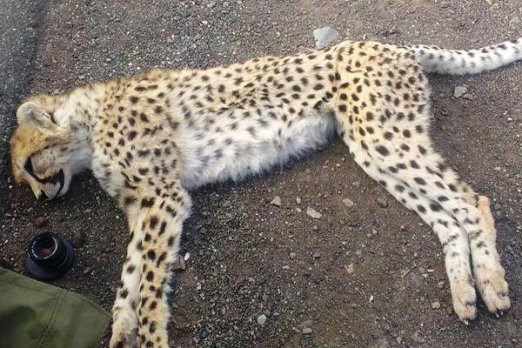 Cheetah cub found dead on highway